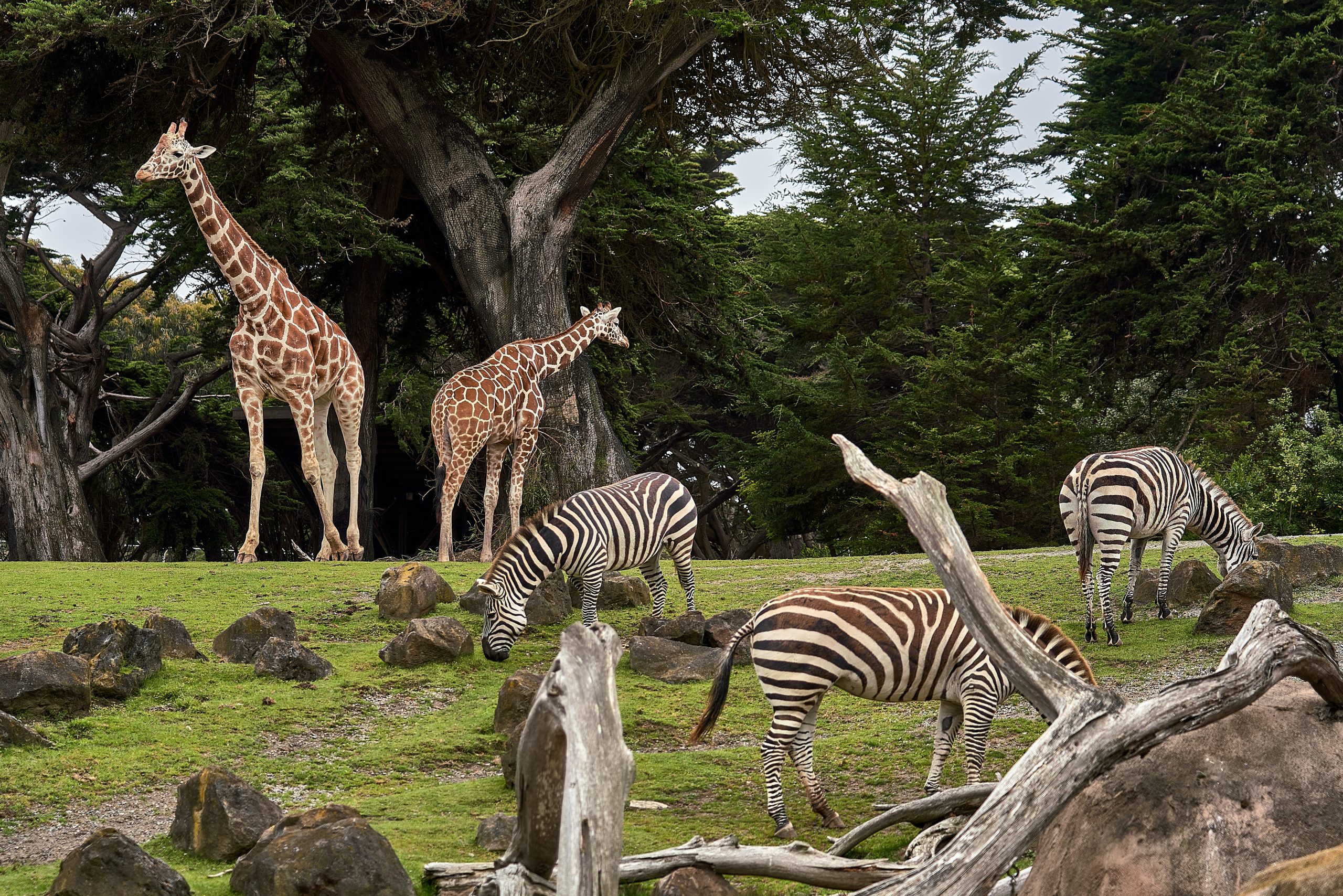 Zoo animals park. Национальный Зоологический сад Южной Африки. Сафари-парк зоопарка Сан-Диего. Сафари парк Чехия. Зоологический парк.